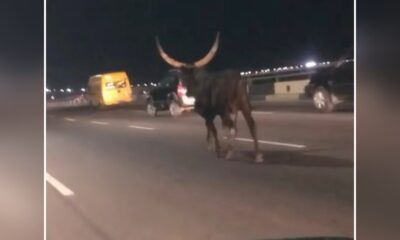 FRSC to investigate stray cow on the road Agnesisika blog
