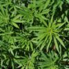 Cannabis Agnesisika blog