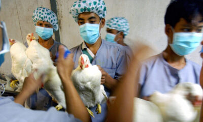 Bird flu Agnesisika blog