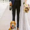 Man Allows Dogs To His Wedding, Bans Entry Of Children Agnesisika blog
