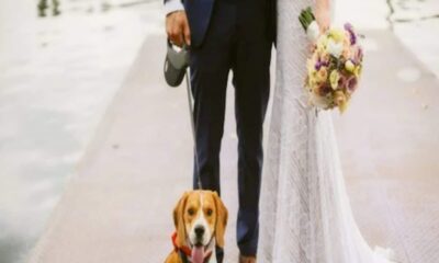 Man Allows Dogs To His Wedding, Bans Entry Of Children Agnesisika blog