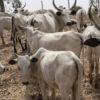 Cost of cows may hit N2m in Lagos, as state moves to pass anti-open grazing bill