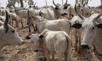 Cost of cows may hit N2m in Lagos, as state moves to pass anti-open grazing bill