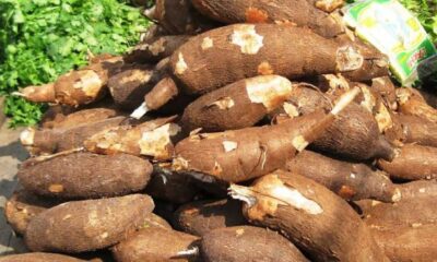 Nigerian govt targets $18bn FX Inflow from cassava export