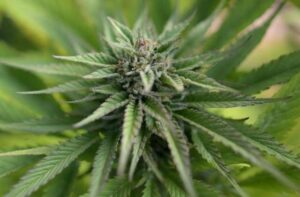 Malta Set To Legalise Cannabis For Personal Use Agnesisika blog