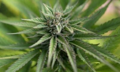 Malta Set To Legalise Cannabis For Personal Use Agnesisika blog