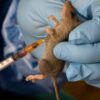 Lassa Fever Claims Lives Of Two Doctors, Woman And Her Child In Nasarawa Agnesisika blog