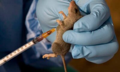 Lassa Fever Claims Lives Of Two Doctors, Woman And Her Child In Nasarawa Agnesisika blog