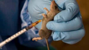 80 People Killed By Lassa Fever In Nigeria - NCDC Agnesisika blog