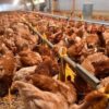 UK Identifies Rare Case Of Avian Flu In A Human