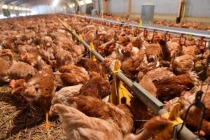 UK Identifies Rare Case Of Avian Flu In A Human