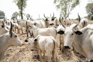 IPOB Says No More Killing Of Fulani Cows In Southeast, Warns Against Recitation Of Nigerian Anthem Agnesisika blog