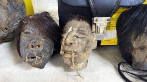 Statues Seized From Thieves Turns Out To Be Real Human Heads Agnesisika blog