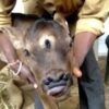 Villagers In India Hurry To Worship Cow Born With Three Eyes And Four Nostrils Agnesisika blog