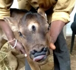 Villagers In India Hurry To Worship Cow Born With Three Eyes And Four Nostrils Agnesisika blog