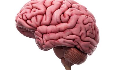 Do You Know That Human Brains Do Not Slow Down Until After The Age Of 60? - Study Finds