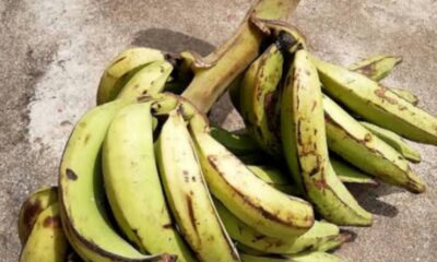 Five UNIUYO Students Arrested As Landlord's Plantain Gets Missing