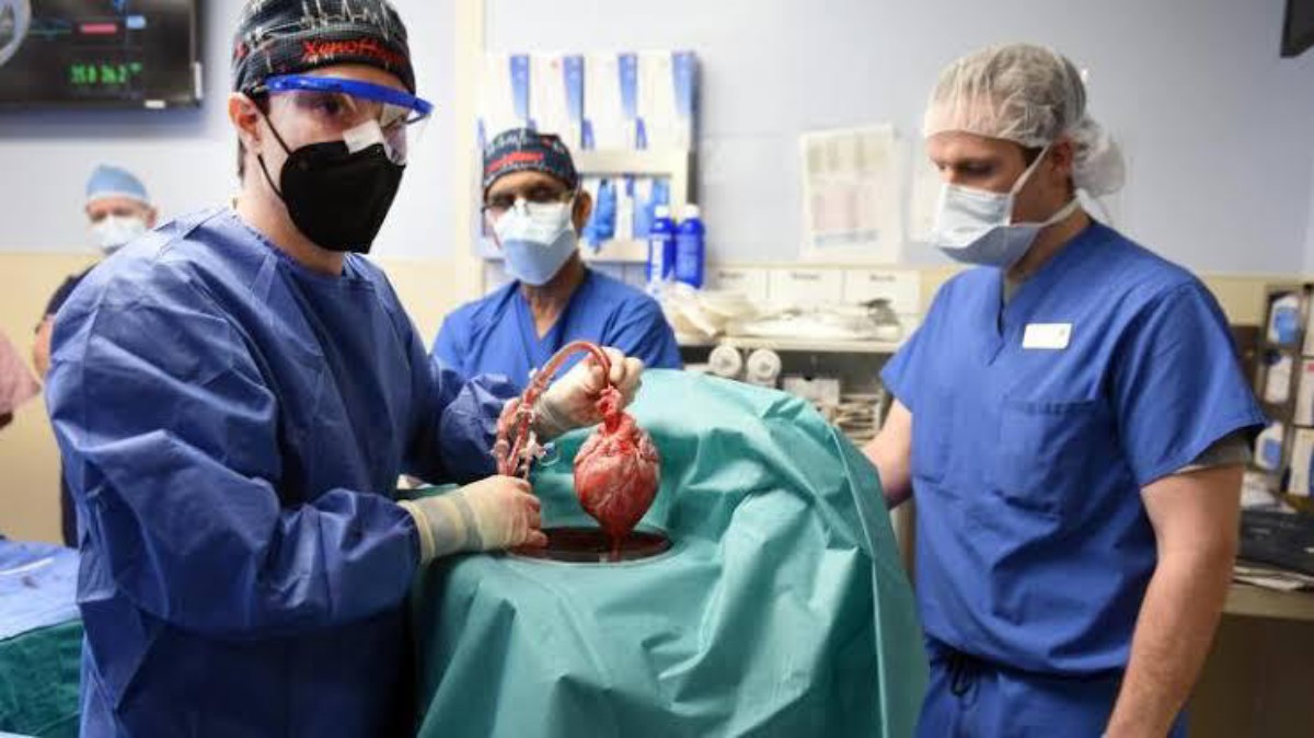 Patient Who Received Pig Heart In Groundbreaking Transplant Is Dead