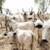 IPOB Says No More Fulani Cows In South-East, Releases Date For Ban.