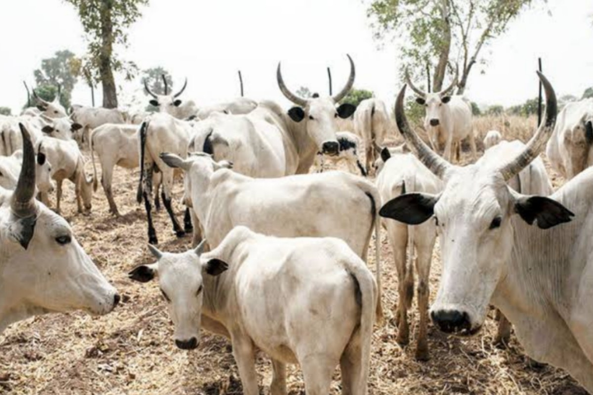 IPOB Says No More Fulani Cows In South-East, Releases Date For Ban.
