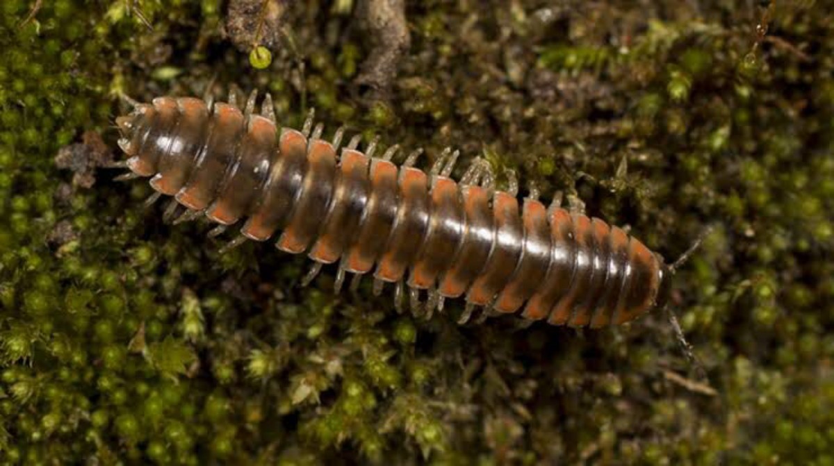 New Discovered Millipede Species Named After Taylor Swift