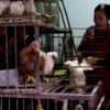 China detects first human bird flu