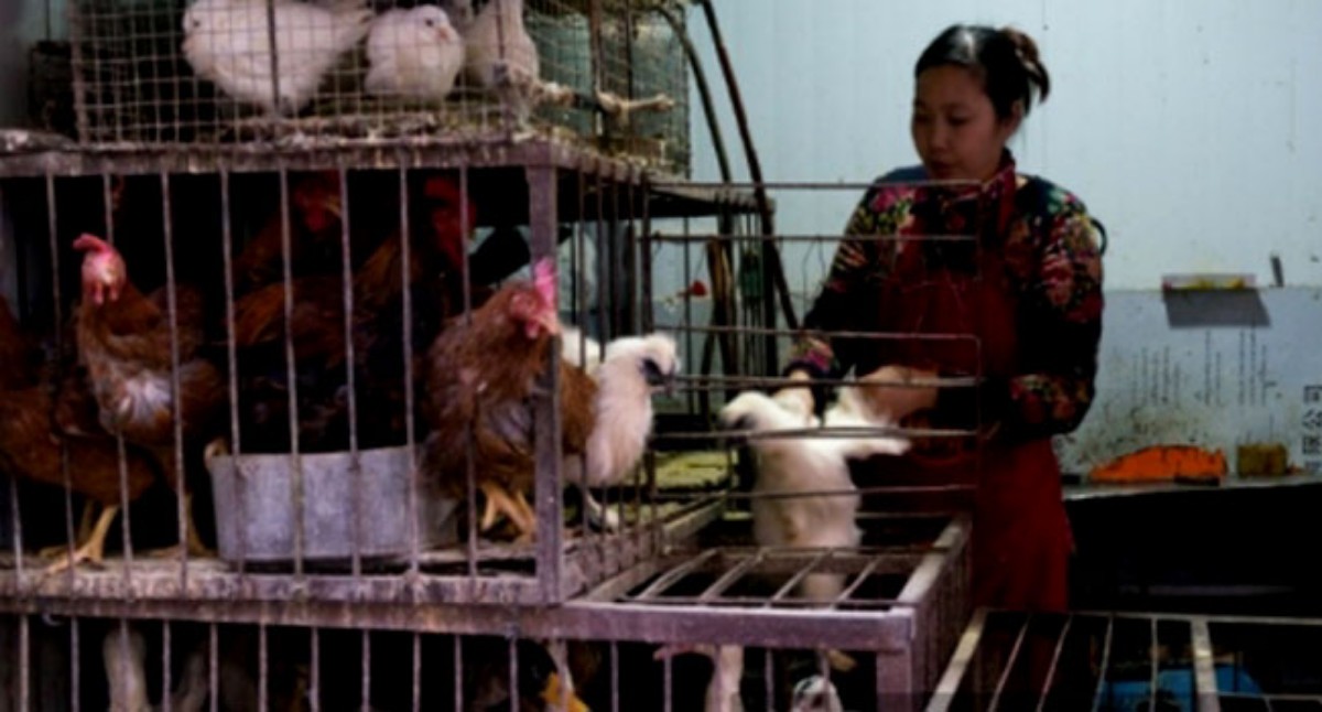 China detects first human bird flu
