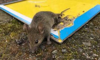 Glue Traps For Mice & Rats Are Set To Be BANNED In England