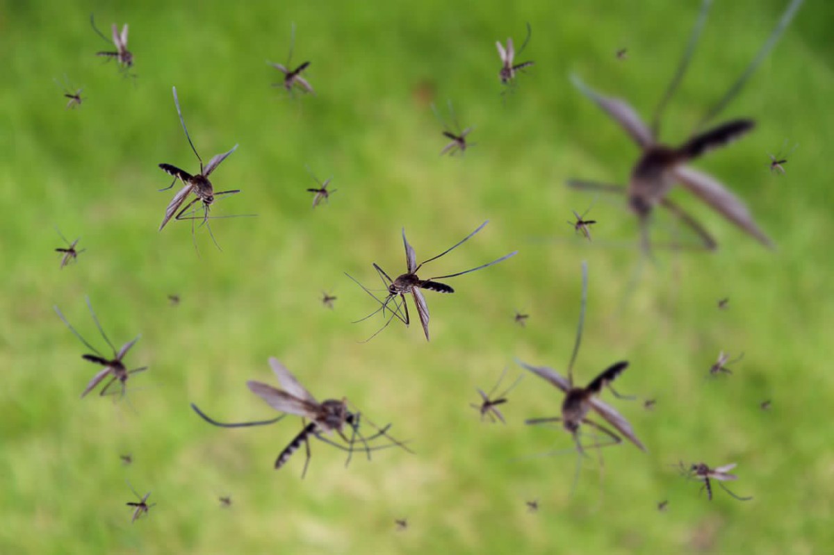 Louisiana Uses Drones To Fight Out-Of-Control Mosquitos