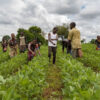 World Bank supports 6,062 Lagos farmers with agric inputs