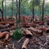 Experts warn against continued deforestation in Cross River