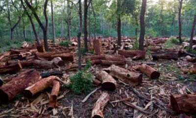 Experts warn against continued deforestation in Cross River