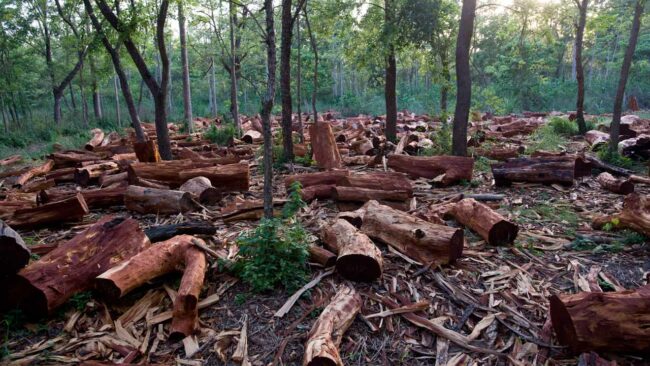 Experts warn against continued deforestation in Cross River