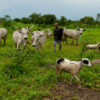 Plateau: OPSH seize1000 cattle for grazing on farmlands in Mangu