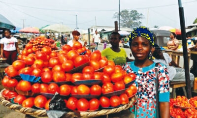 Housewives lament as tomato prices soar