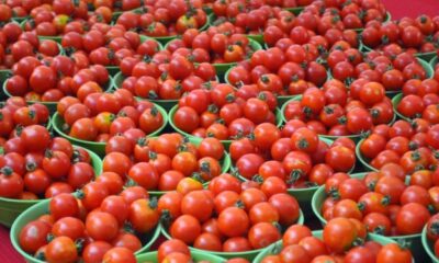 More hardships await Nigerians as basket of tomatoes rises to N100,000