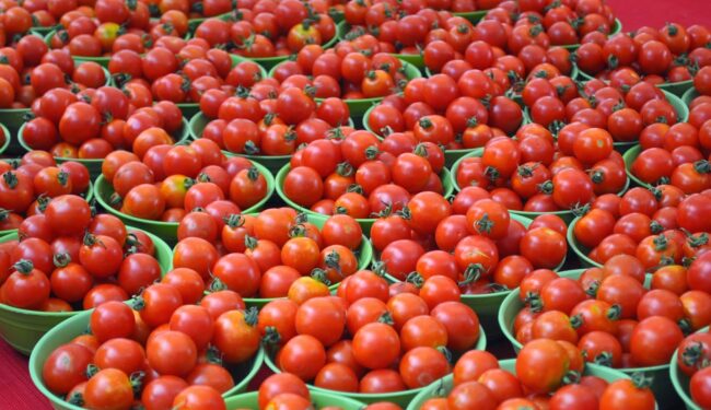 More hardships await Nigerians as basket of tomatoes rises to N100,000