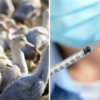 France To Vaccinate Millions Of Ducks Against Bird Flu
