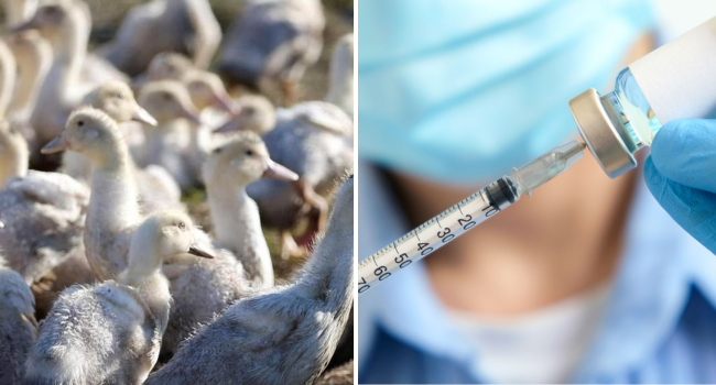 France To Vaccinate Millions Of Ducks Against Bird Flu