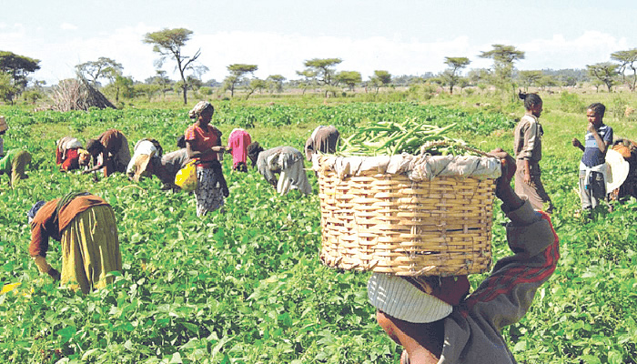 A group of farmers in Oriire Local Government Area of Oyo State, on Thursday, staged a peaceful protest and begged both the state government and the Soun of Ogbomosoland, Oba Ghandi Olaoye to come to their aid over incessant attacks on their farms by alleged herders.